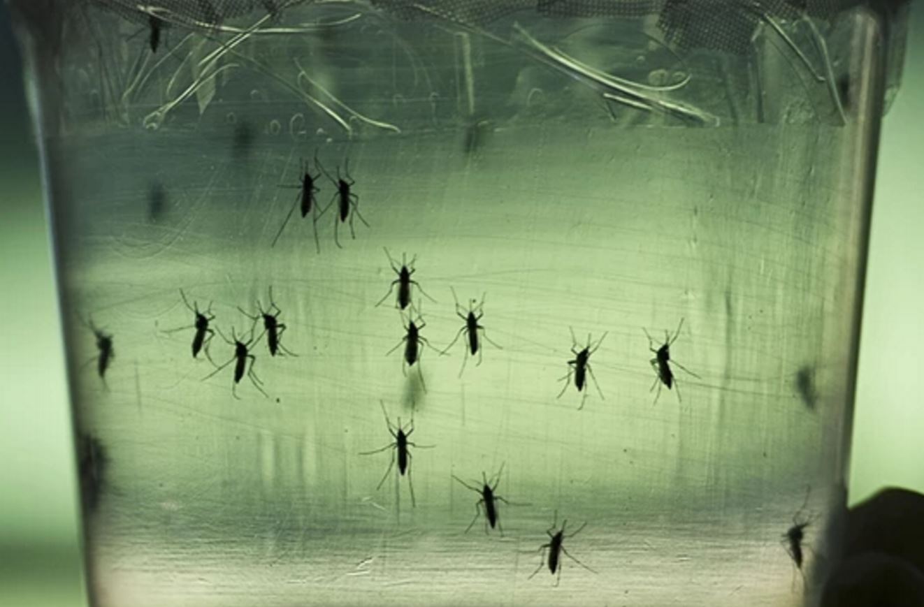 Zika Virus - Mosquitoes